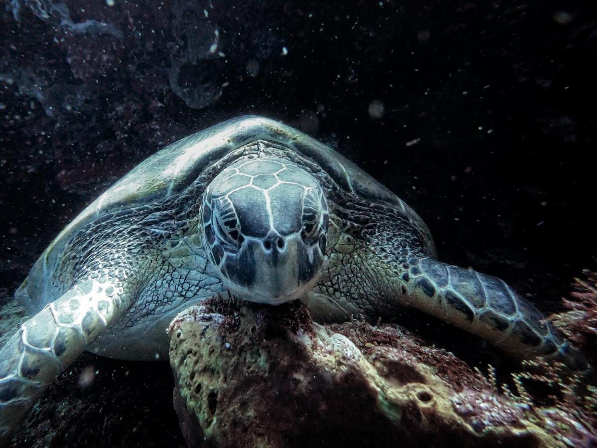 3Will Bunaken Dive Resort Exterior foto